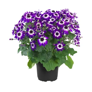 Цинерария Сенетти цветущая ø12 h15 см 87825540 STLM-2070372