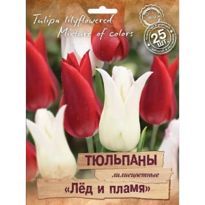 Луковицы тюльпанов лилиецветных Лед и Пламя микс, 25 шт. 88659230