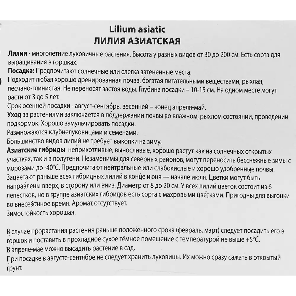 Лилия азиатская Айс Берри, 88659179 STLM-2081623 ПОИСК  - Вид №2