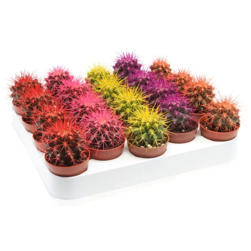 Кактус Грузони Радужный микс в горшке ø5.5 см 89441716 Santreyd STLM-1580086