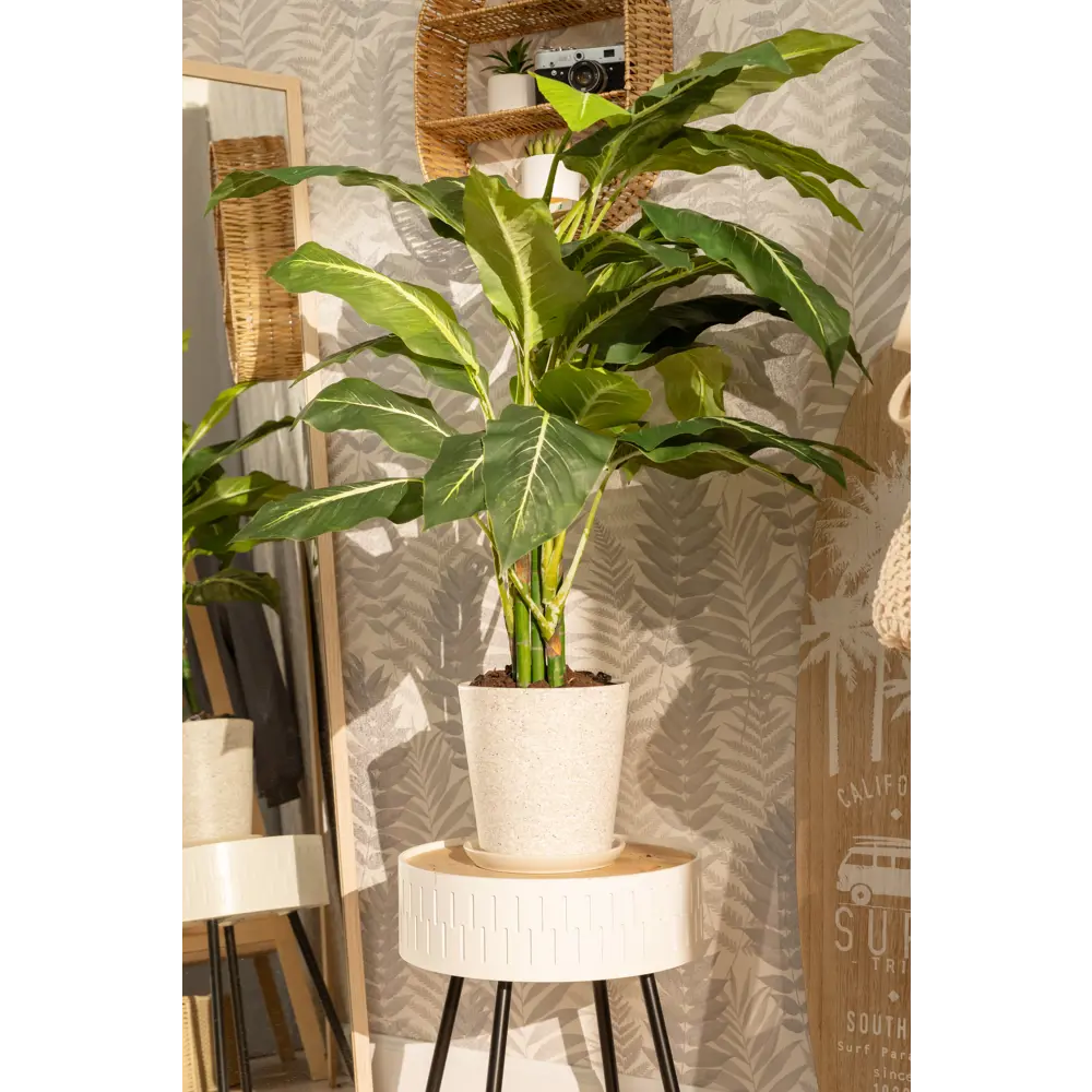 Диффенбахия микс Santreyd — тропическая роскошь для интерьера 14032361 STLM-0004205 - Вид №3