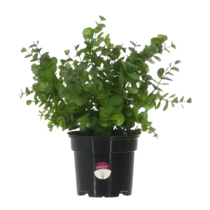 Искусственное растение Эвкалипт ø13 h30 см