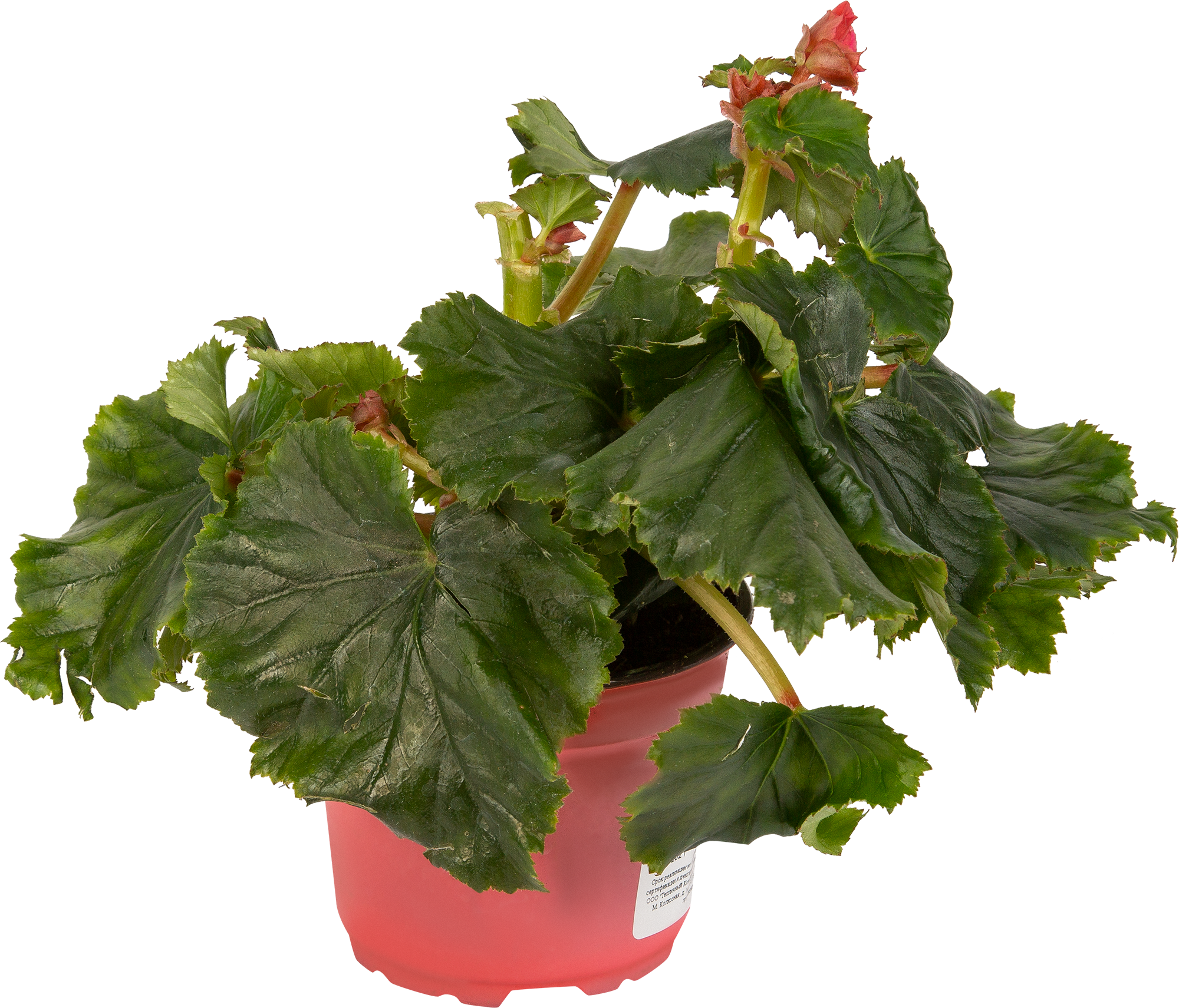 Бегония элатиор Santreyd - цветущее комнатное растение 83248143 STLM-0039916