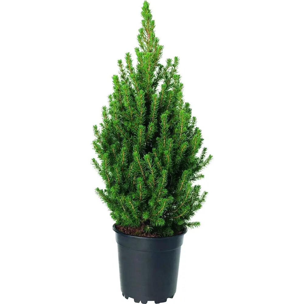 Ель канадская Коника ø23 h40-60 см 84173599 STLM-2156162 Santreyd 