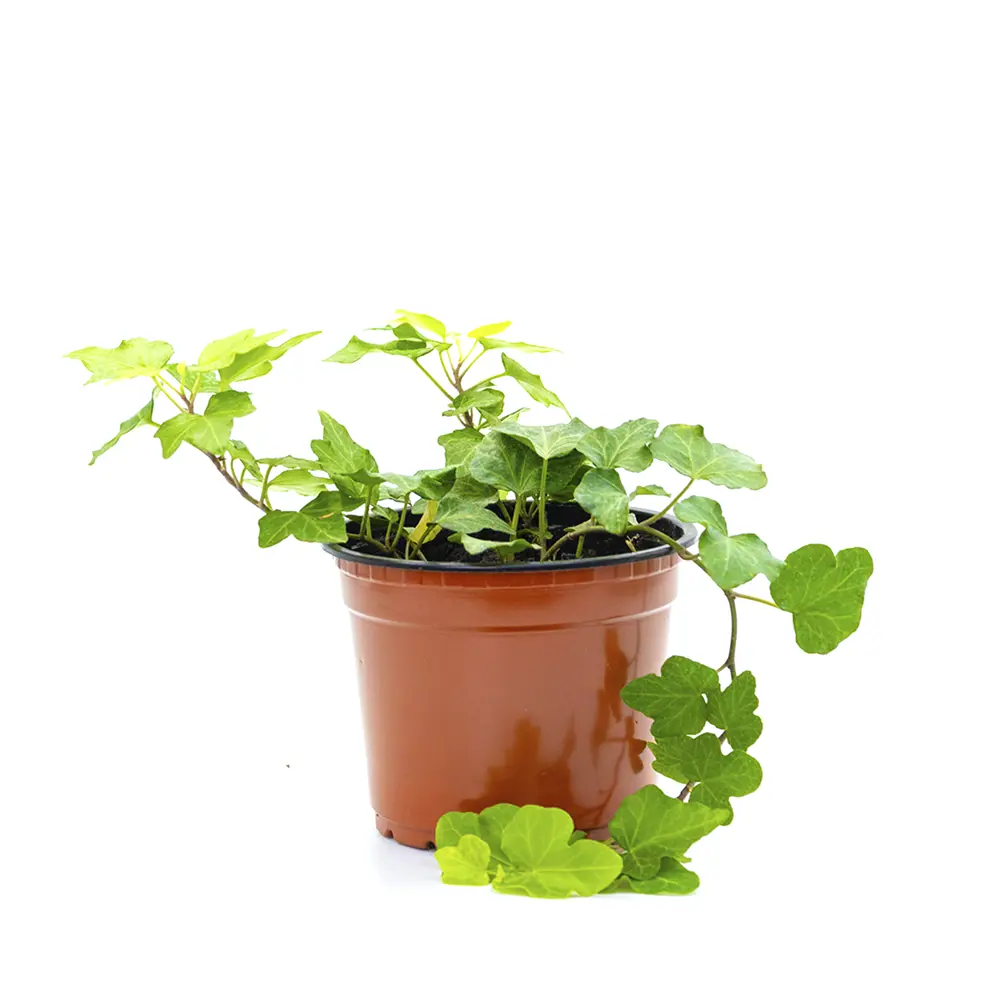 Плющ комнатный Микс в горшке ø16 см 89437880 Santreyd STLM-1581032