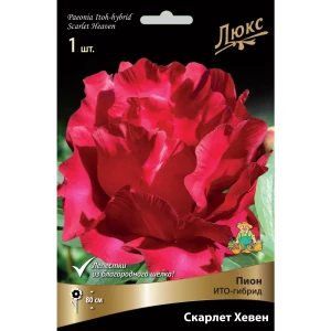 Пион ито-гибрид «Скарлет Хевен» разбор 2-3 82661882 STLM-2140796