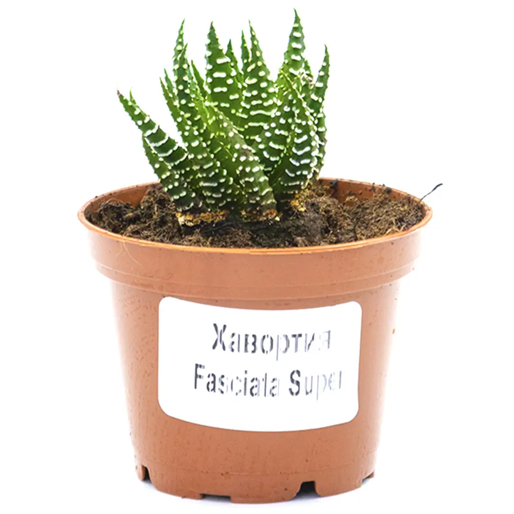 Хавортия Микс - суккулент в горшке ø5.5 см 89437868 Santreyd STLM-1585102