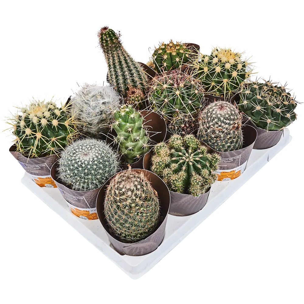 Santreyd Кактус микс - вечнозеленый суккулент для интерьера 82894896 STLM-0037676