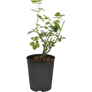 Чайно-гибридная роза Ред Интуишн с розовыми цветами 85324135