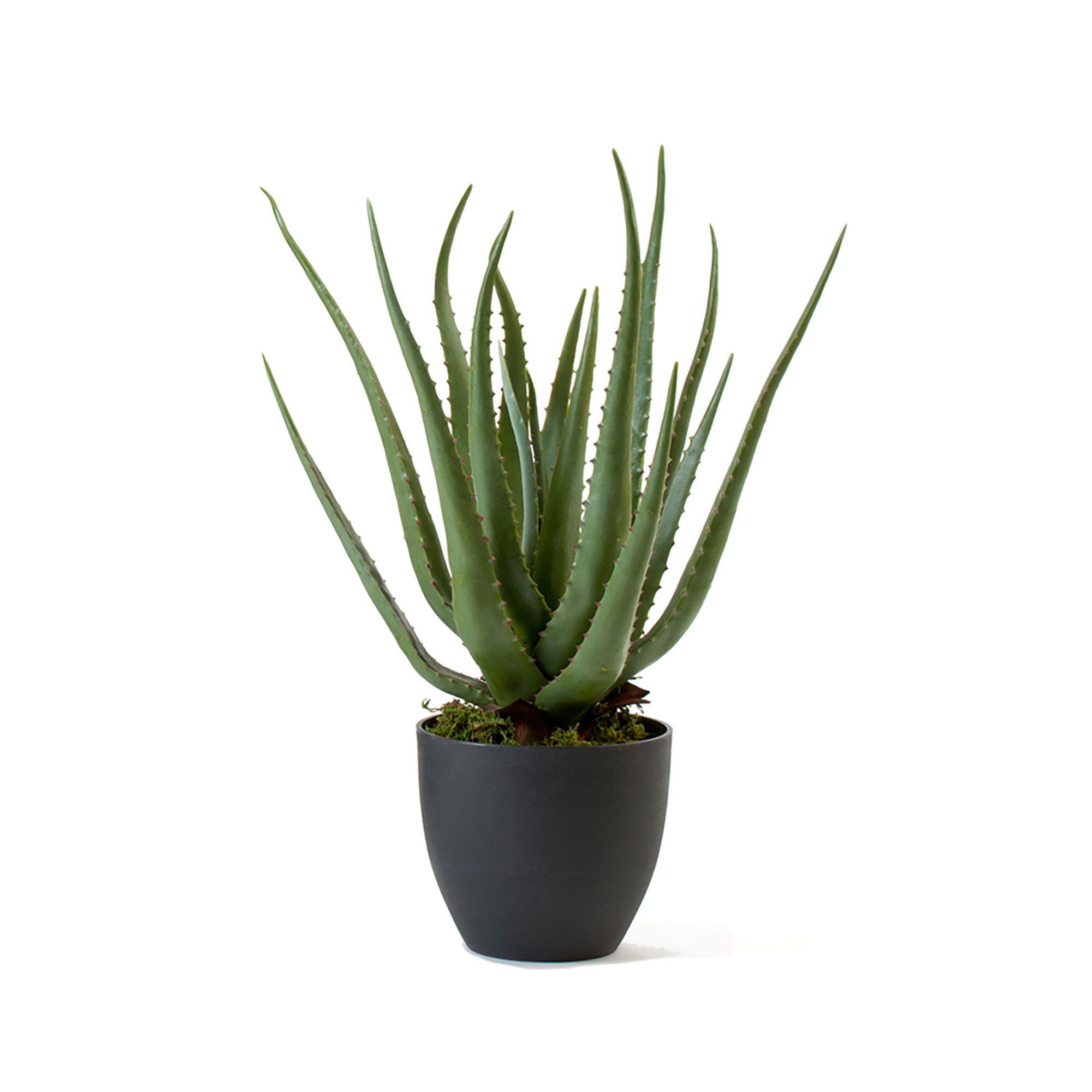 2000983181336 Алоэ в горшке 57 см Cosmo red 