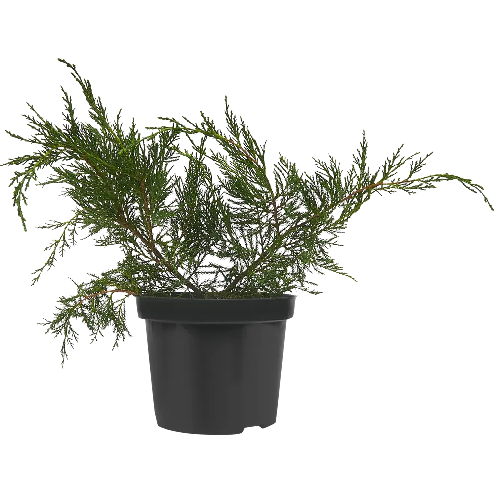 Можжевельник средний Минт Джулеп ø19 h20-30 см 85440393 STLM-2200001 PLANTMARKET  - Вид №1