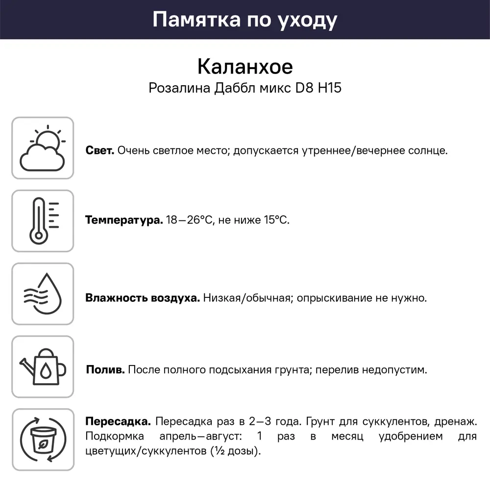 Каланхоэ Розалина Дабл микс ø8 h15 см 89453351 STLM-2106941 Santreyd  - Вид №7