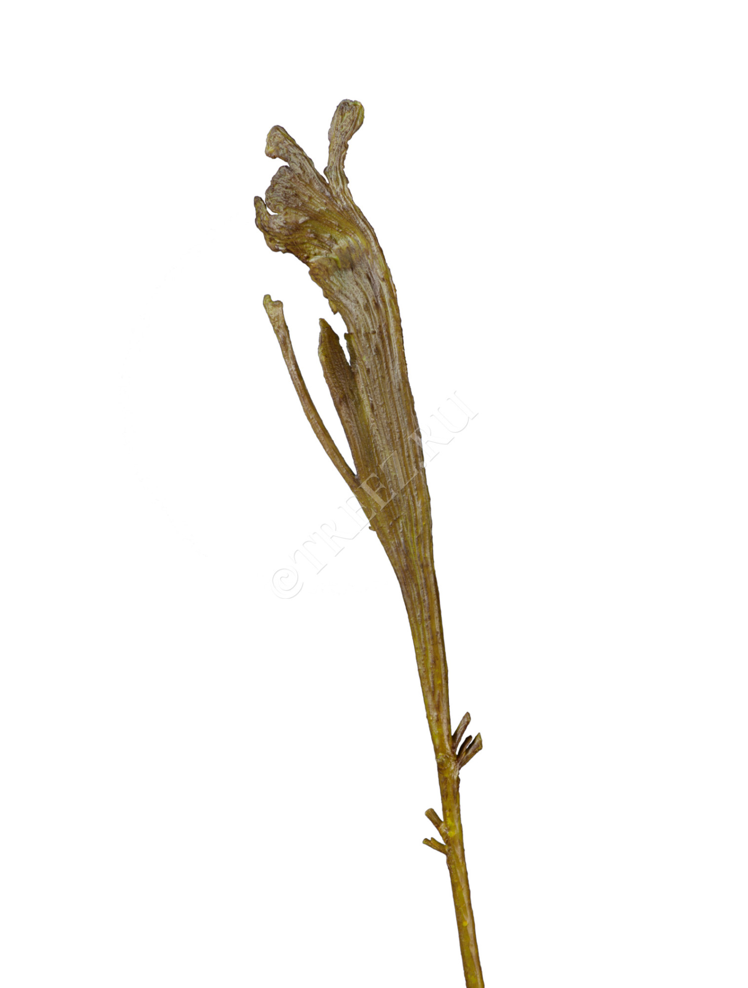 30.0613206GR Ветка Салекса зелёная Цветочная коллекция 