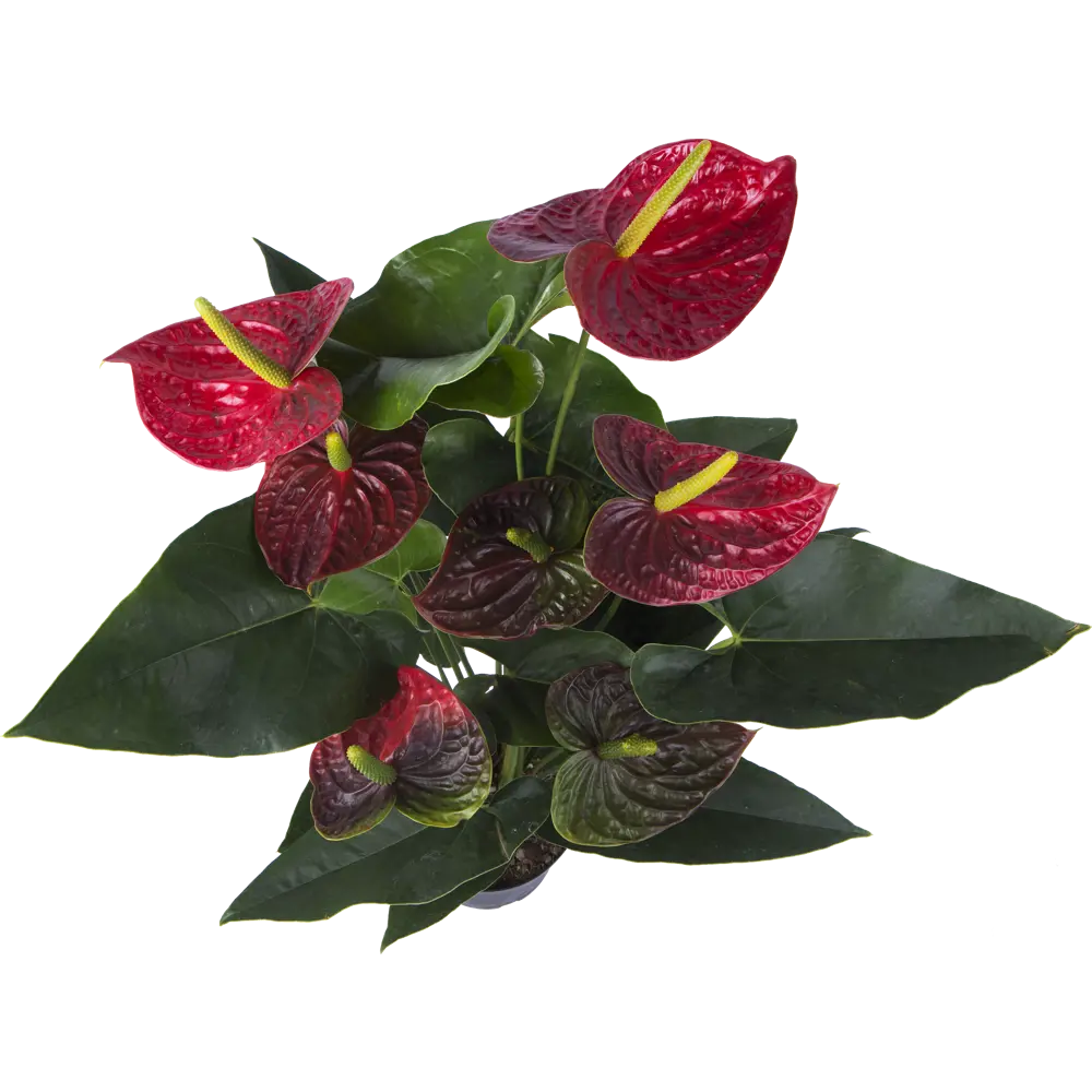 Santreyd Антуриум Дакота - Цветок фламинго с алыми соцветиями 14031393 STLM-0004204 - Вид №1