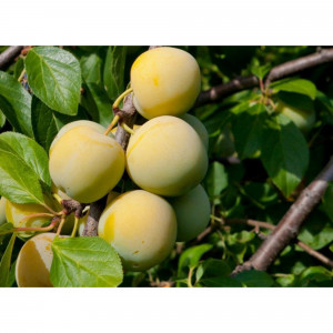 85608198 Слива Ренклод Колхозный ø20 h140 см