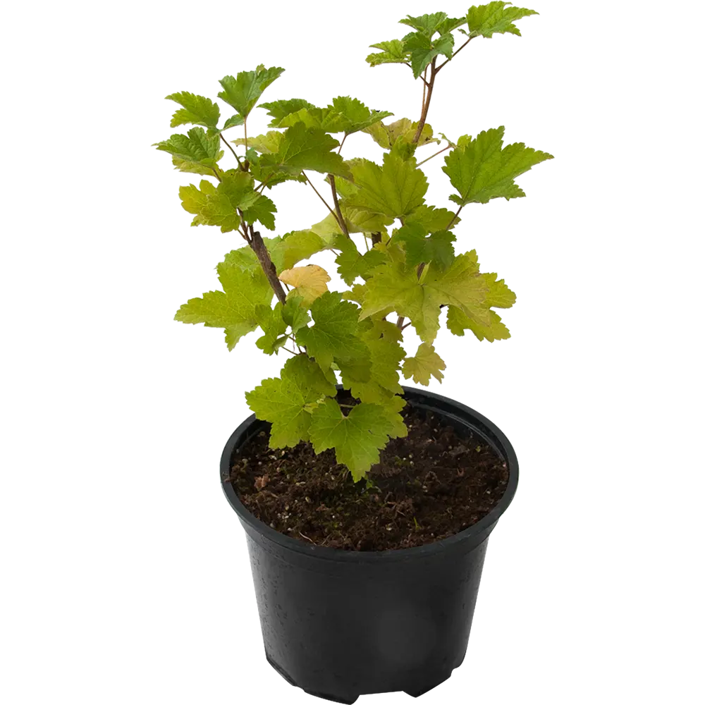 Santreyd Белая Фея - саженец белой смородины для богатого урожая 82585436 STLM-0030741