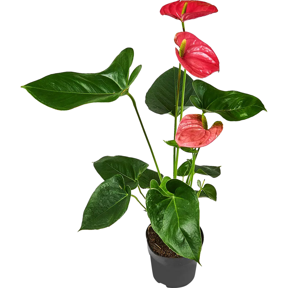 Santreyd Антуриум розовый — изысканное комнатное растение с сердцевидными листьями 87959872 STLM-1447587 - Вид №1