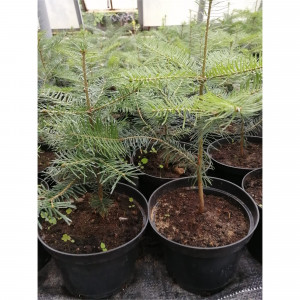 83851281 Пихта пушкинская оригинальная ø11 h31 см