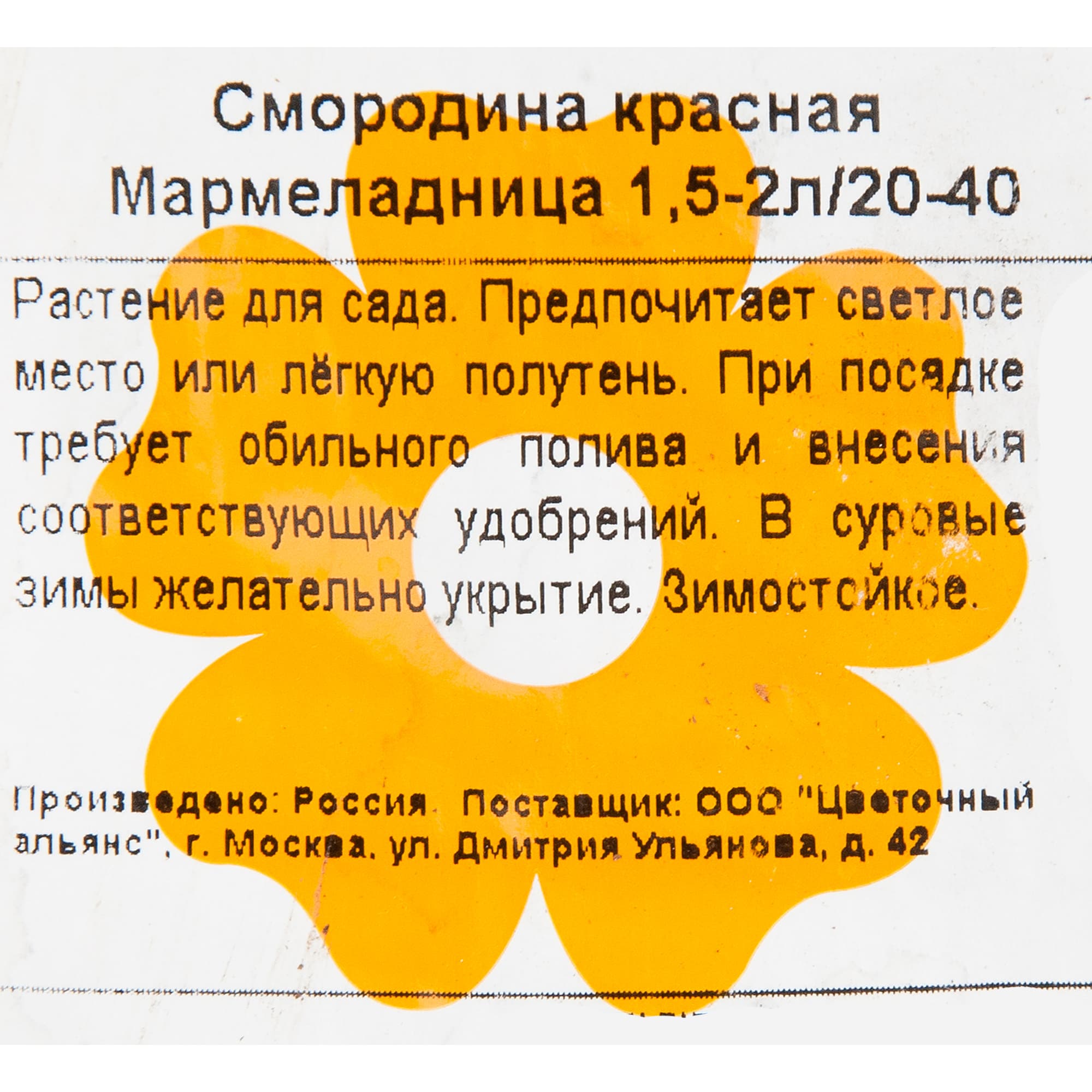 82601718 Смородина красная «Мармеладница» 1.5-2 л высота 20 см Santreyd  - Вид №1