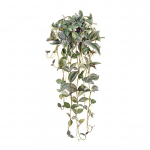 2000983170194 Традесканция Фроузен ампельная SERAX