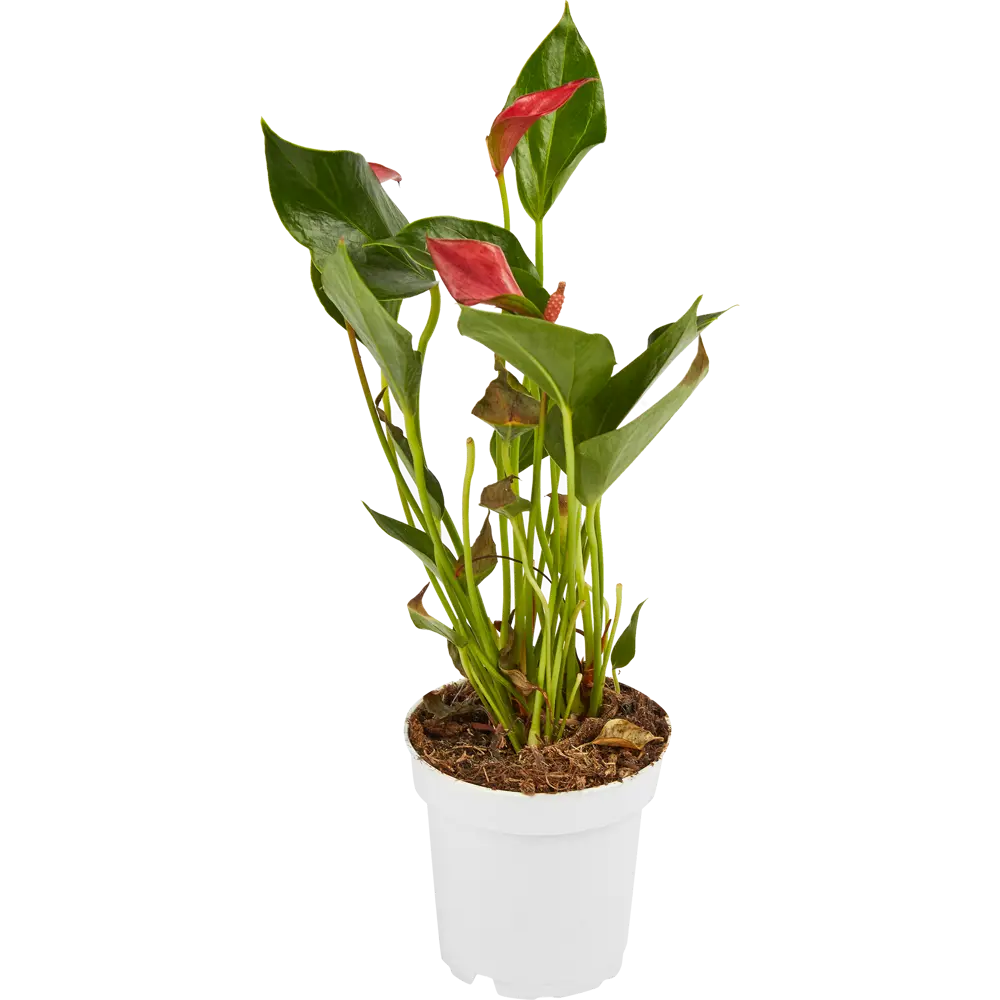 Santreyd Антуриум Андреанум - тропическая элегантность в вашем интерьере 85324993 STLM-0061546 - Вид №2