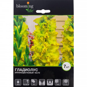 81945902 Гладиолус крупноцветковый «Блиц»