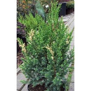 Можжевельник Стрикта Вариегата - хвойный кустарник с голубой хвоей 89394801