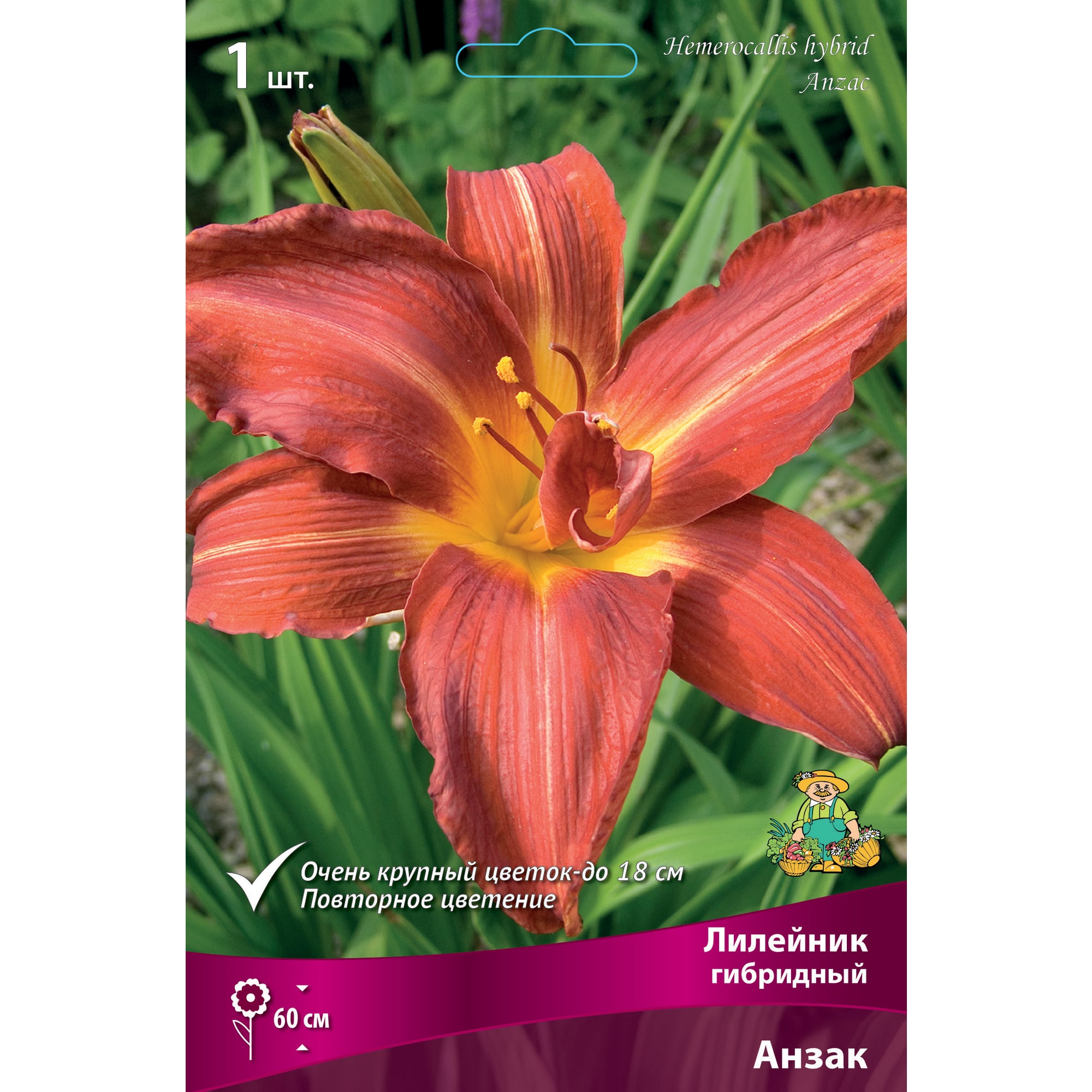 88294996 Лилейник гибридный Анзак луковица I Santreyd 