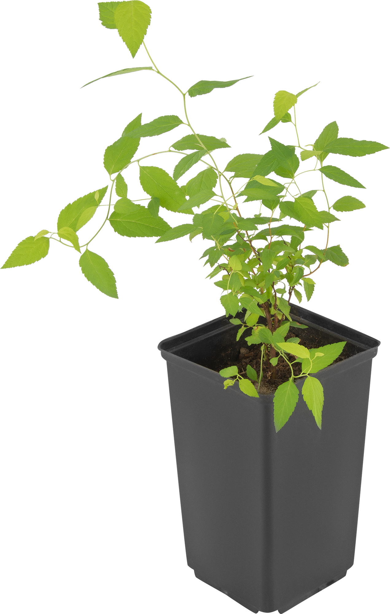 Спирея японская Голдмаунд Santreyd - золотистый карликовый кустарник 16572636 STLM-0006942 - Вид №1