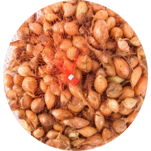 Лук севок Стурон 0.5 кг 82585503 STLM-2161269