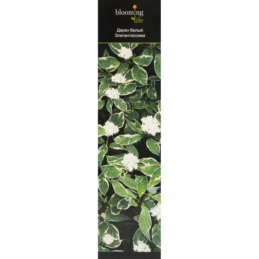 Дерен белый Элегантиссима в тубе 82539515 STLM-2049395 BLOOMING LIFE 
