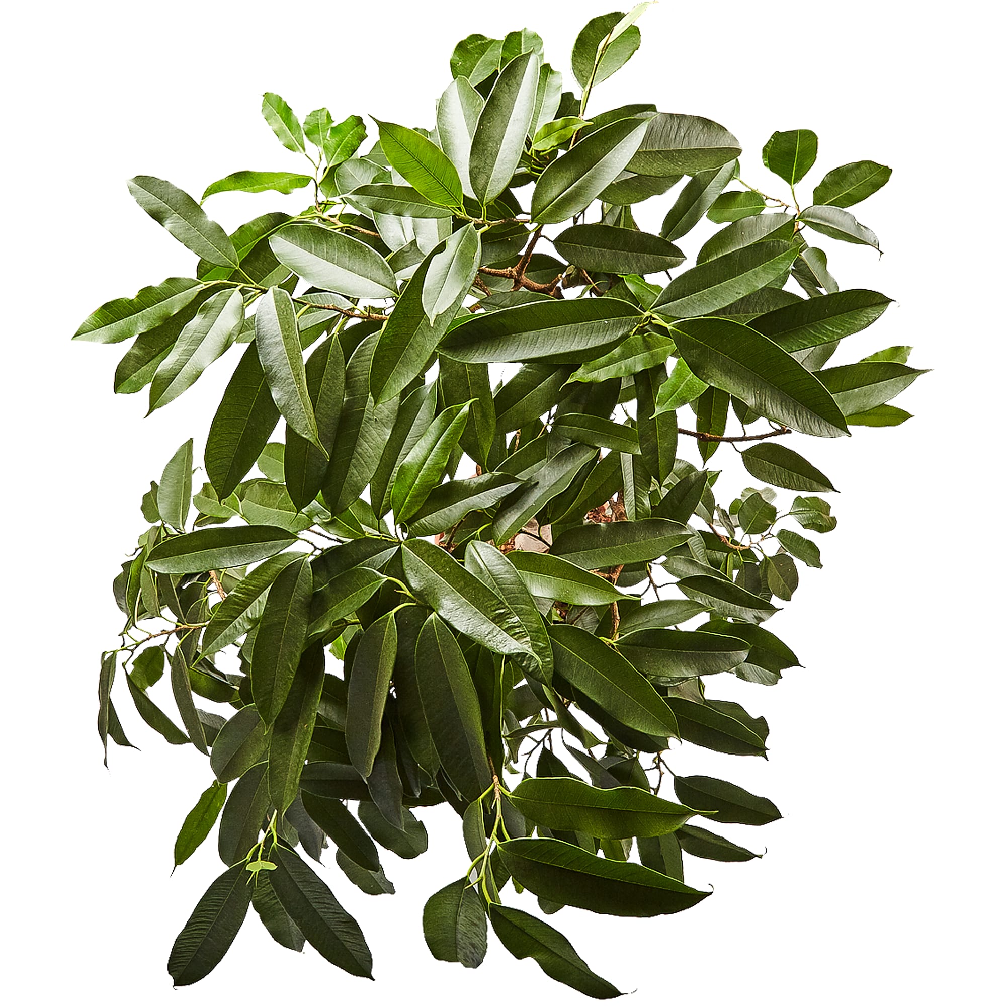 82849682 Фикус "Амстел Кинг" 30х140 см Santreyd  - Вид №1