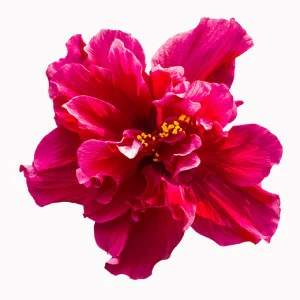 D2-042 Фотообои DIVINO Collection D 2.7х3 м