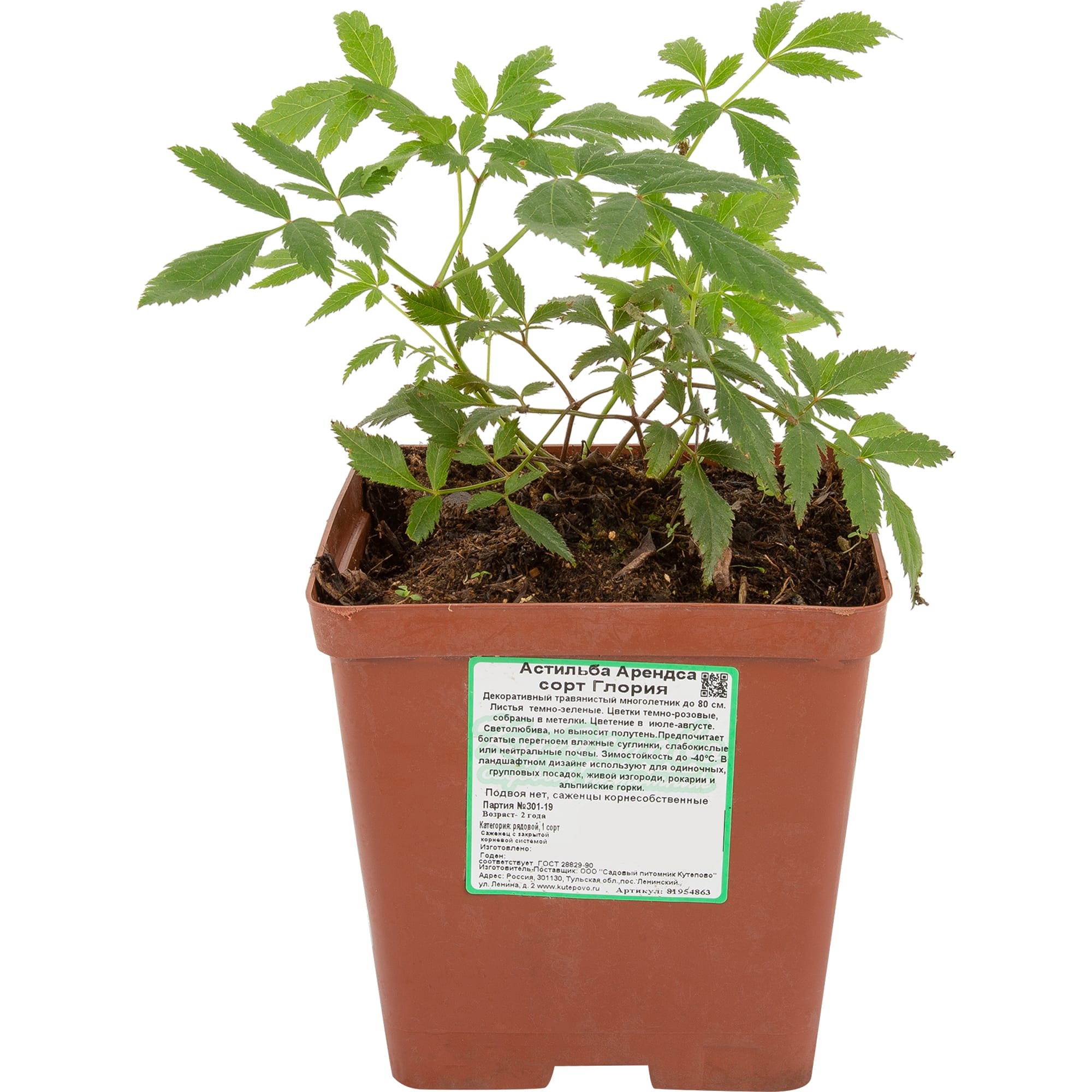 81954863 Астильба арендса С1 «Глория» Santreyd  - Вид №1