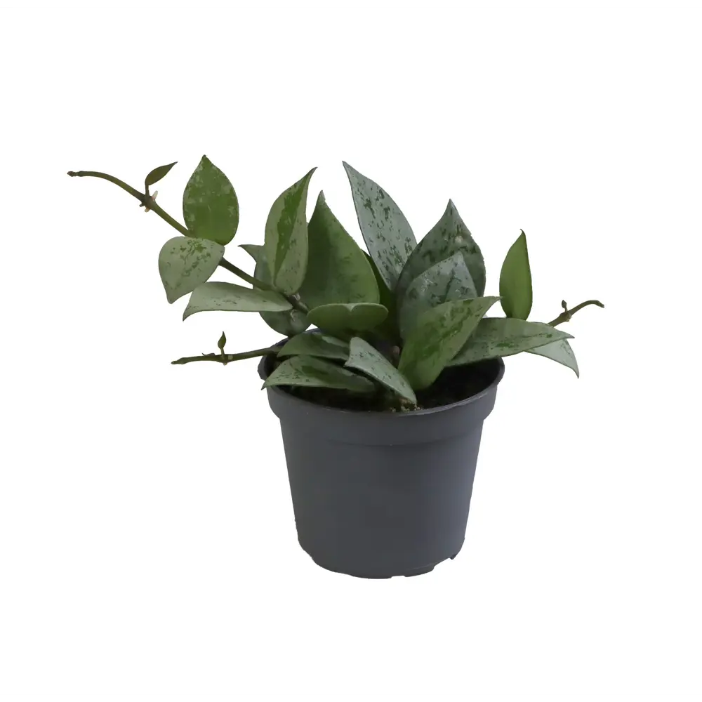 Santreyd Хойя Крохниана Эскимо — серебристая красота с ароматными цветами 89375046