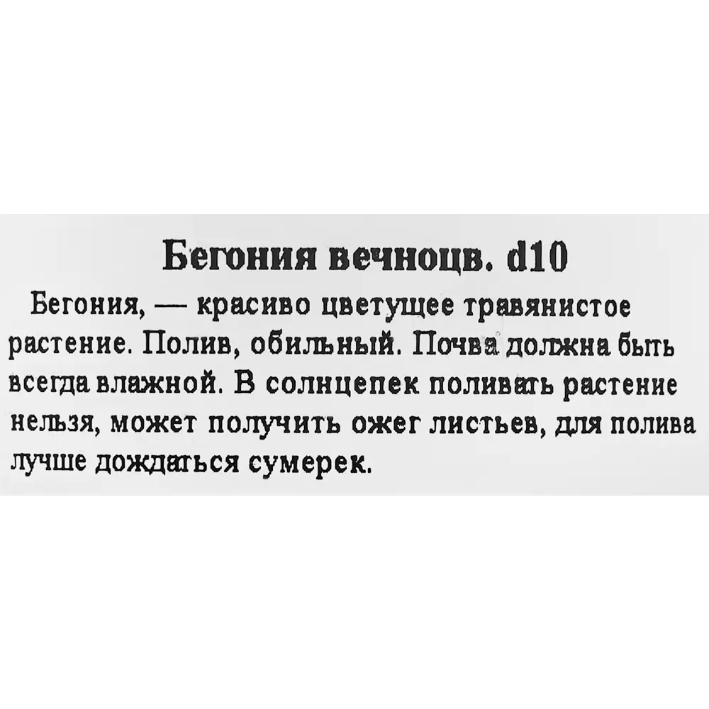 Бегония вечноцветущая ø10 h20 см 83248355 STLM-2033363 Santreyd  - Вид №1