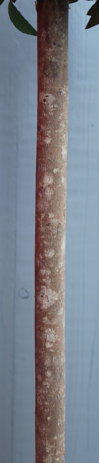 5750 883 a3 Искусственный лавровый шар, горшок, 945 листьев, 150 см, зеленый H-andreas  - Вид №2