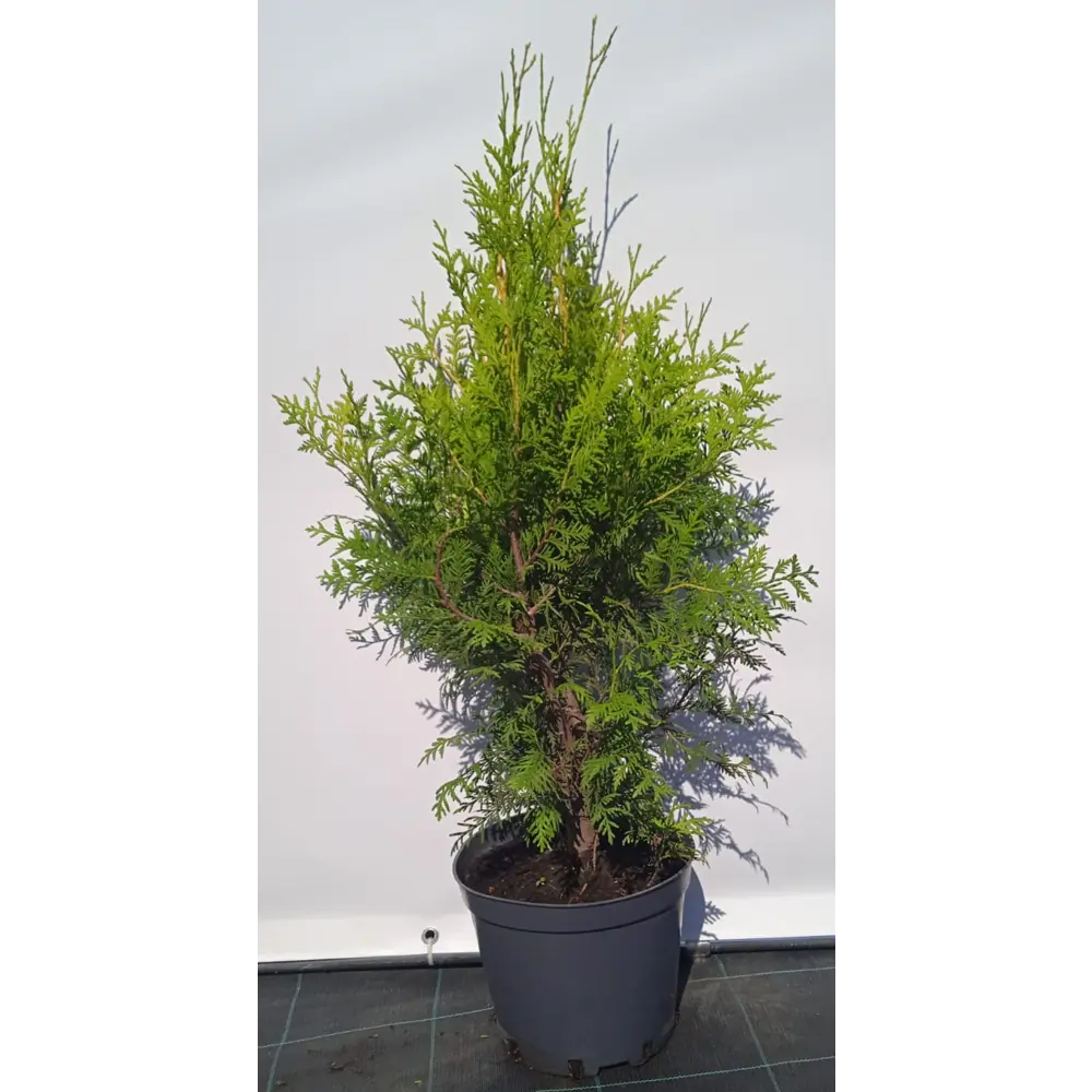 Туя западная Брабант ø22.5 см h60-80 см 85088217 STLM-2058471 Santreyd 
