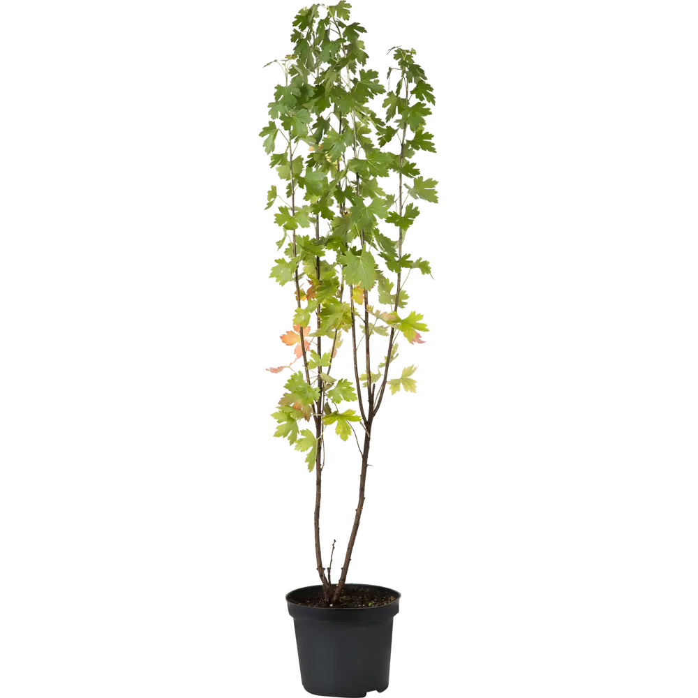 Смородина золотистая C3 40-60 см 82356767 STLM-2079724 PLANTMARKET 