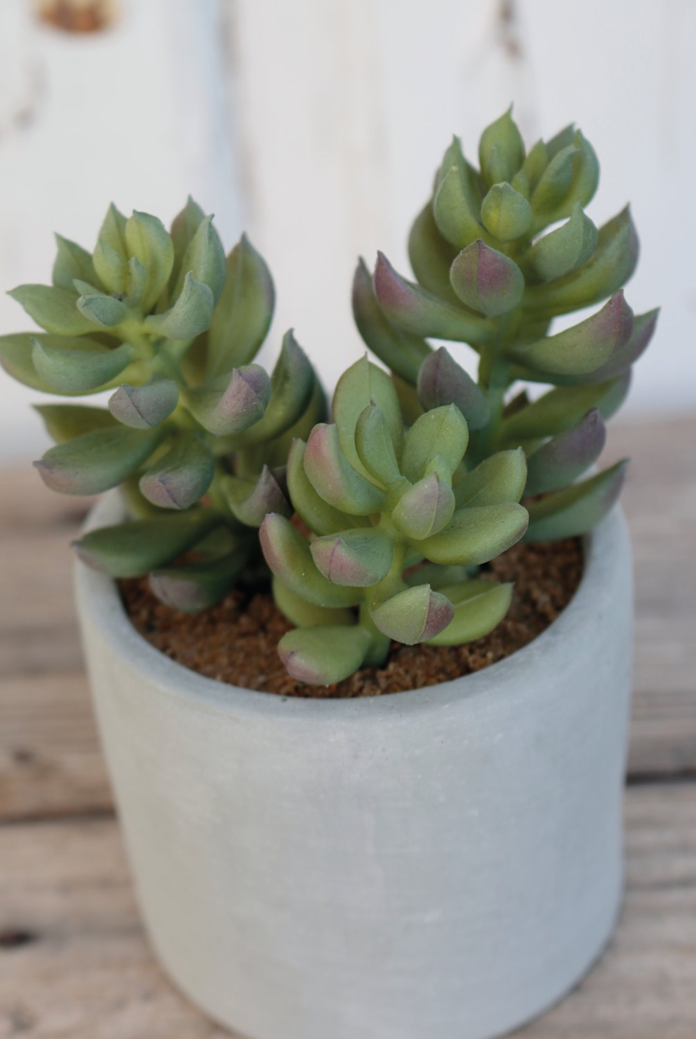 6068 883 a3 Пластиковые суккуленты-микс, в горшках, 3 шт., 10/14/17 см, зеленые H-andreas  - Вид №9