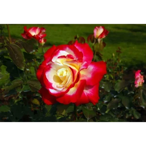 PLANTMARKET Чайно-гибридная роза Double Delight с двухцветными бутонами 84827544