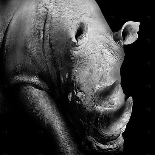 D2-099 Фотообои DIVINO Collection D 2.7х2 м D2099