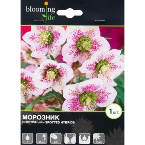 Морозник Споттед Хайбридс I, 1 шт 82539404 STLM-2001761