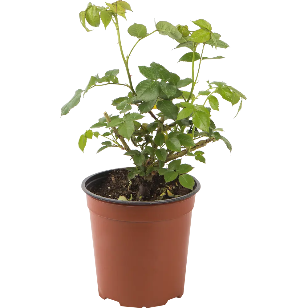 Роза парковая «Чиппендейл» 18.5x30 см 82585278 STLM-2033352 Santreyd 