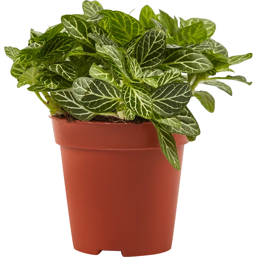 Santreyd Фиттония Бамбино - декоративное растение для интерьера 82932812 STLM-0038110 - Вид №3