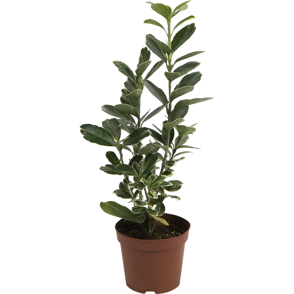 Бересклет Santreyd - декоративный кустарник с пестрой листвой 82649981 STLM-0959278