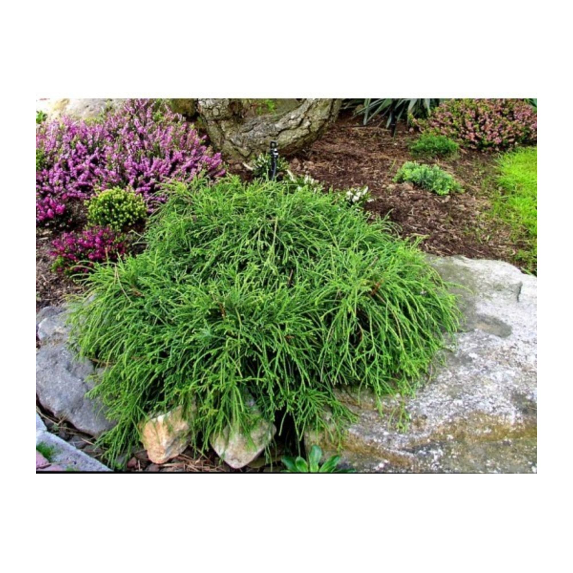 82176384 Кипарис горох «Филифера Санголд» 2-3 л 20 см Santreyd 