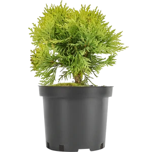 Туя западная «Мириам» 19x20 см 82550333 STLM-2167930