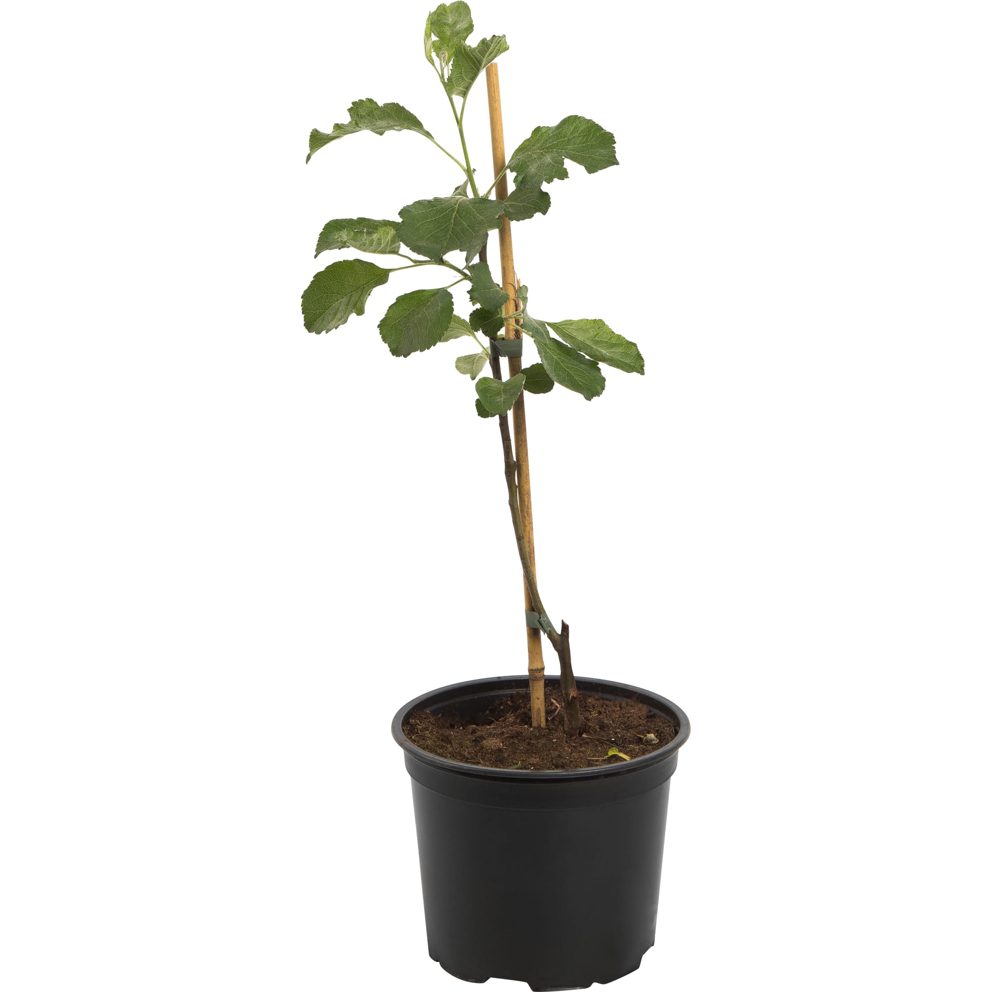 82585459 Яблоня карликовая «Братчуд» 17.5x50 см Santreyd 