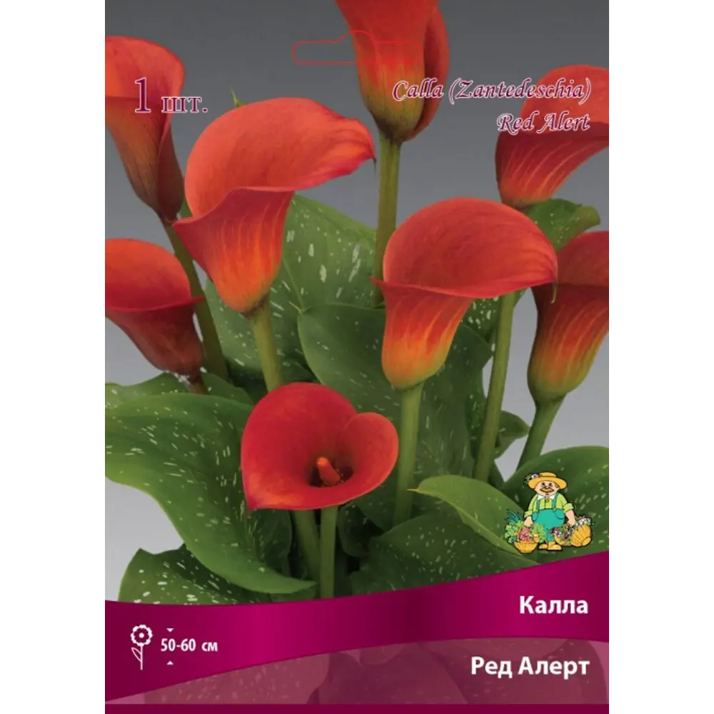 Калла Ред Алерт луковица 14/16 83598112 STLM-2209471 Santreyd 
